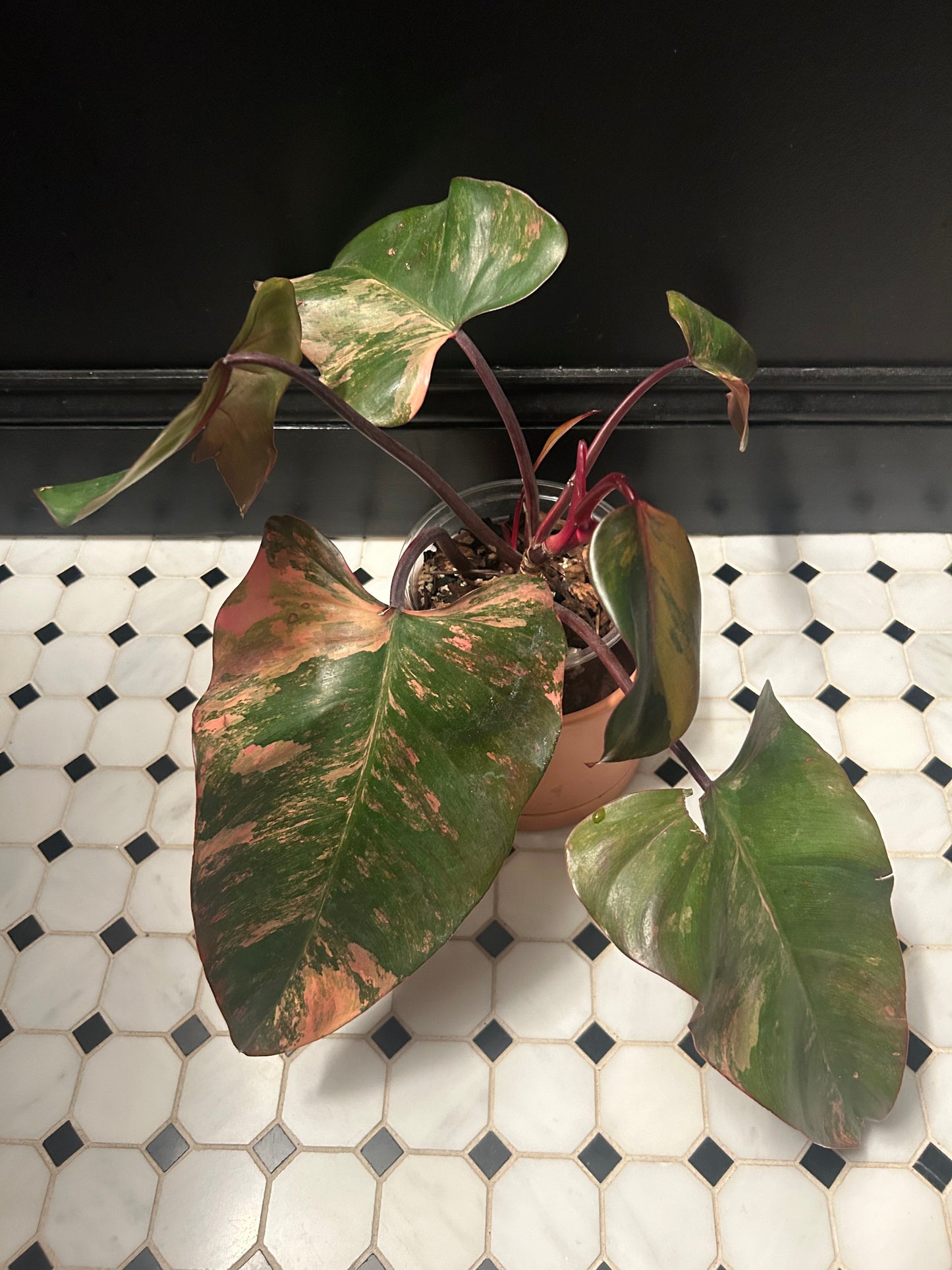 Philodendron 'Strawberry Shake'