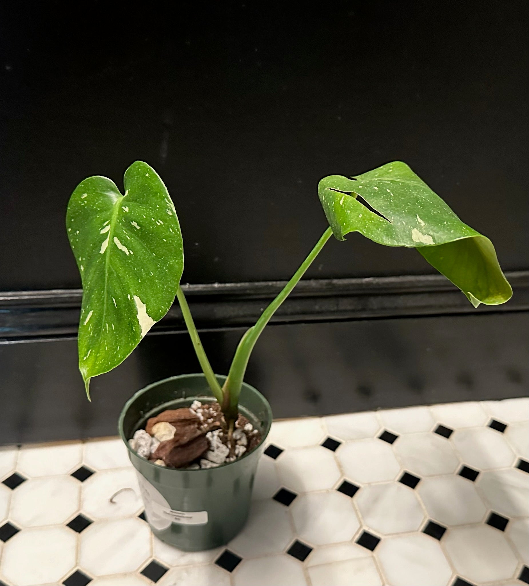 monstera plant thai constellation Monstera borsigiana 'Thai Constellation' – Resident