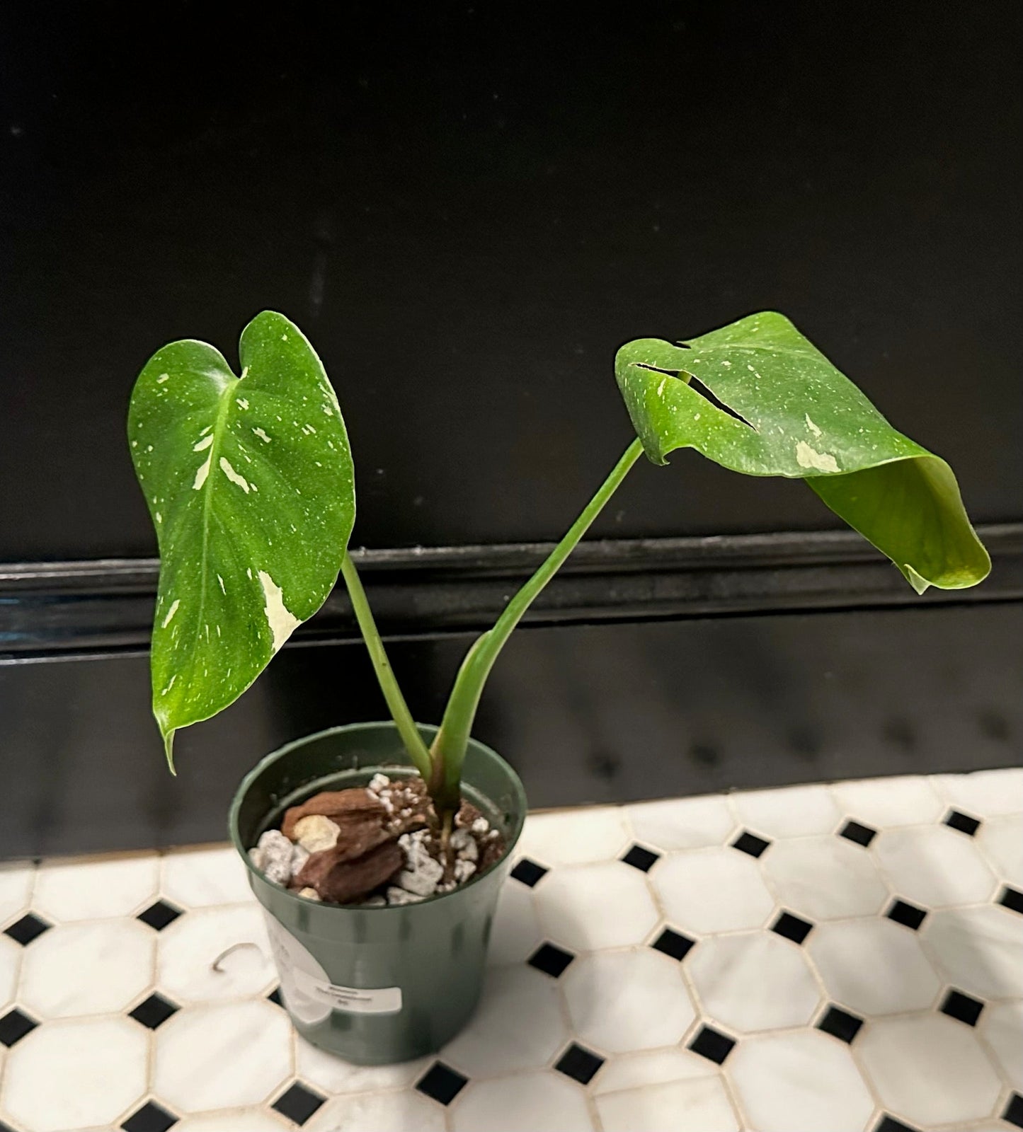 Monstera borsigiana 'Thai Constellation'