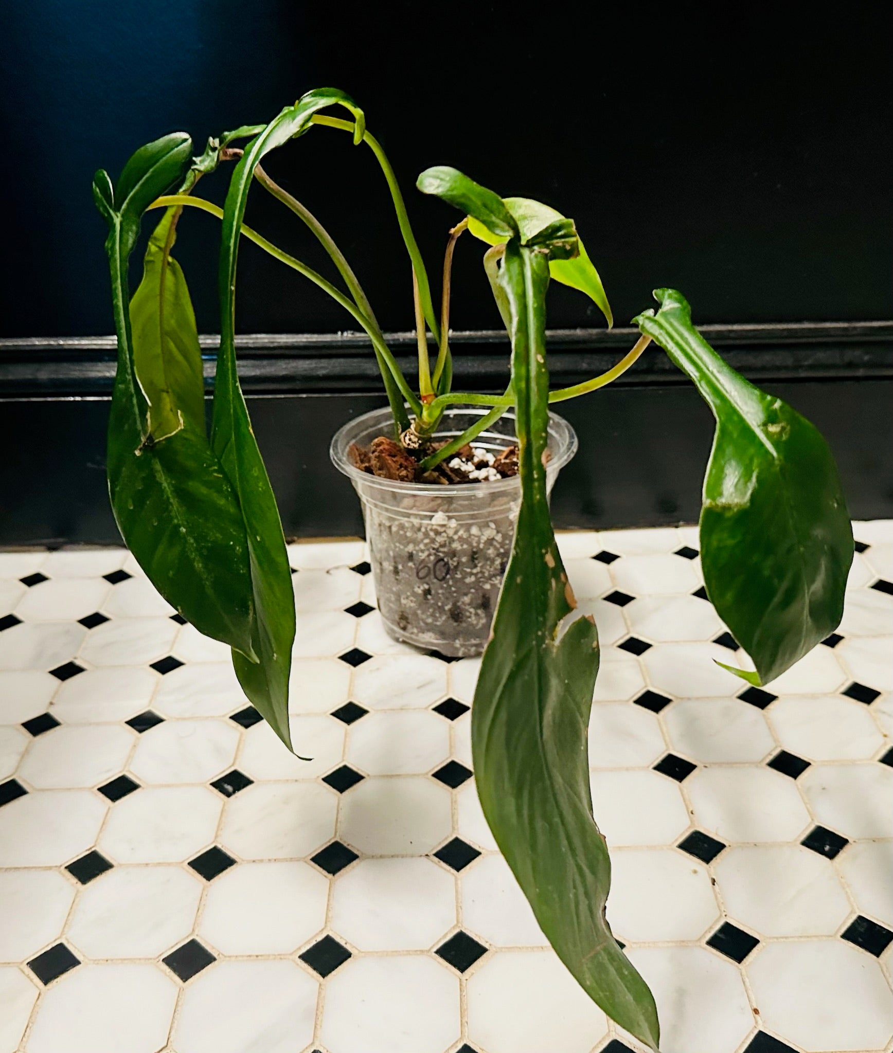 joepii philodendron Philodendron joepii – Resident