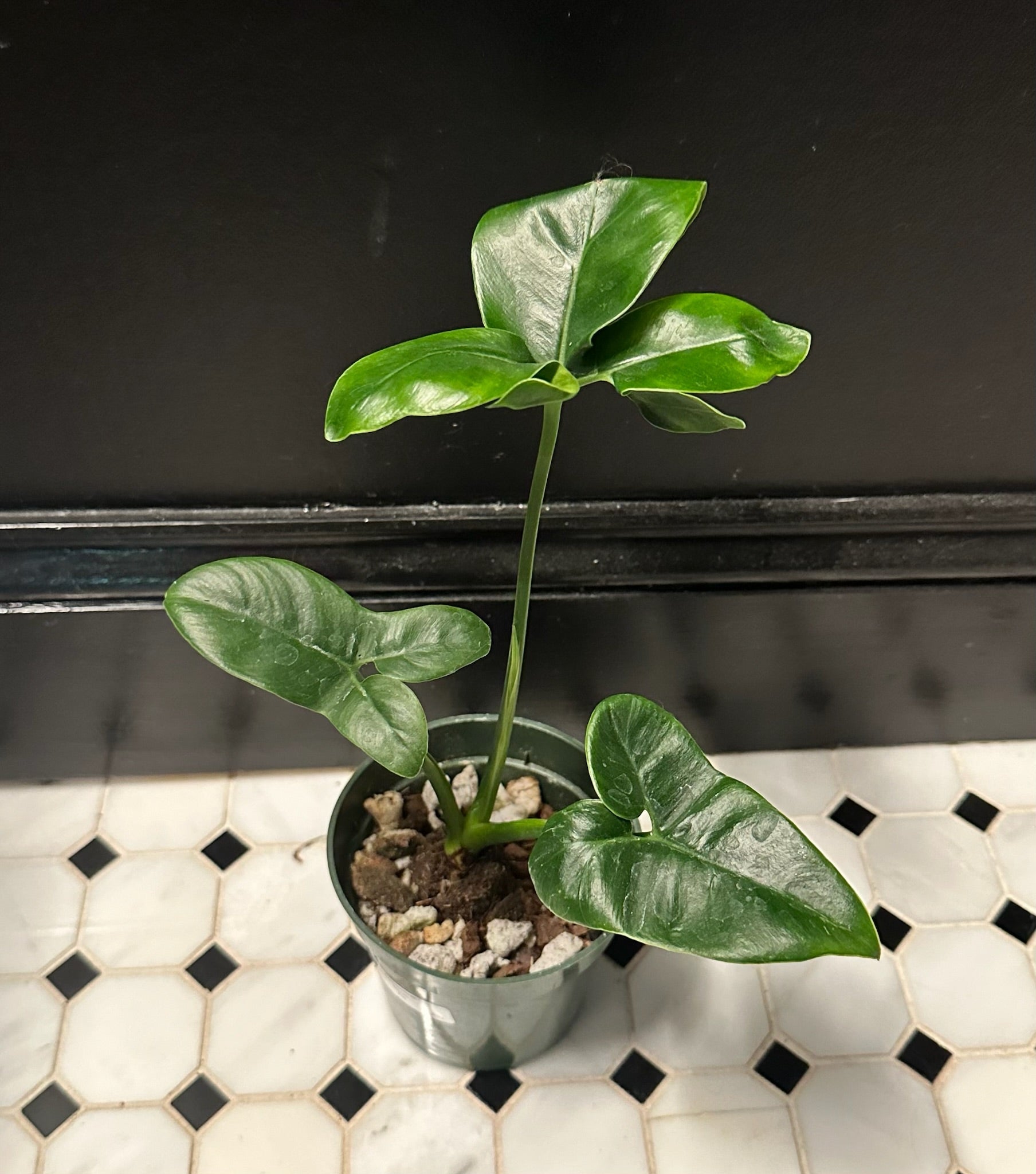 philodendron zebrina Philodendron bernardopazii – Resident