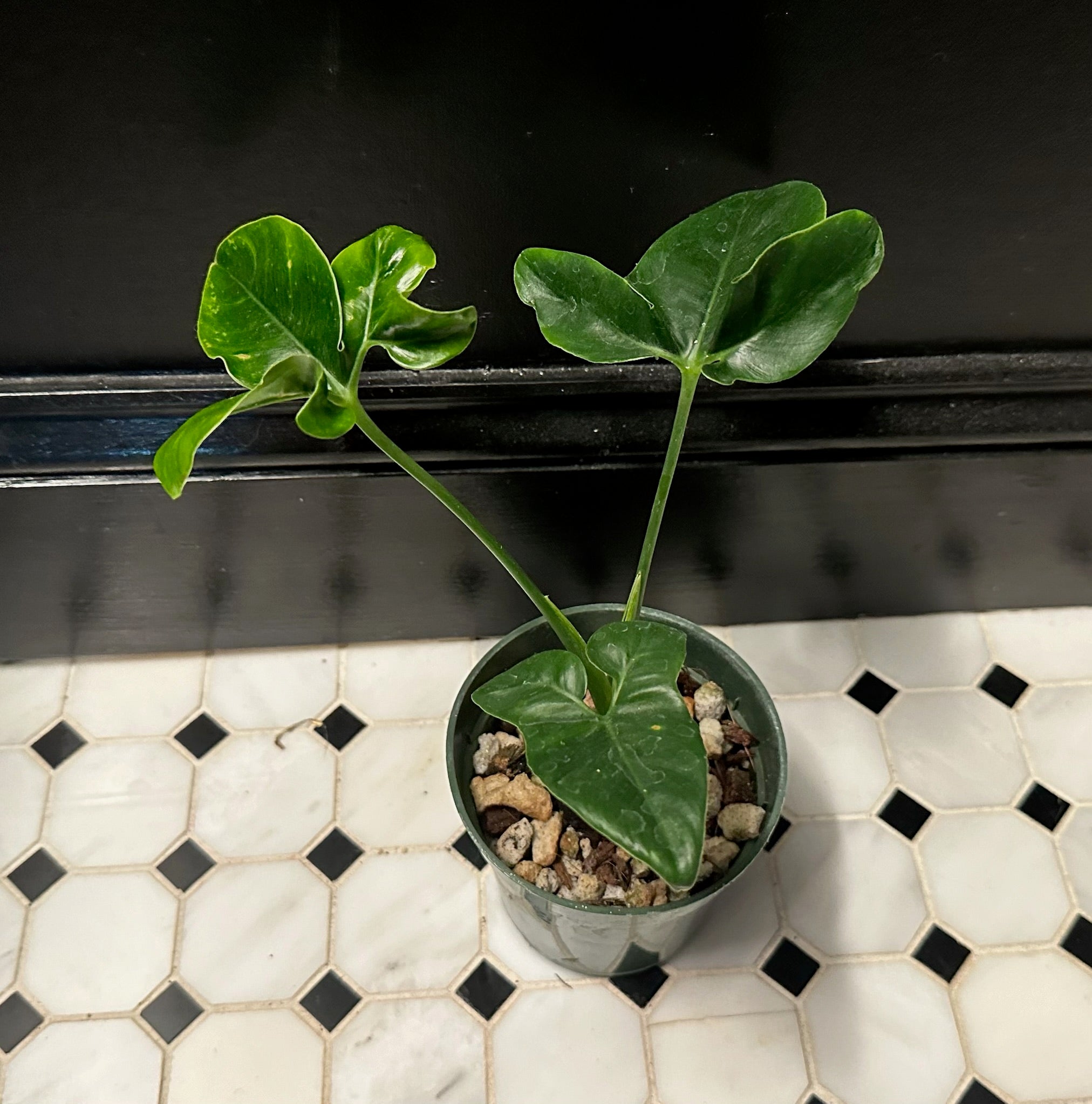 philodendron bernardopazii Philodendron bernardopazii – Resident