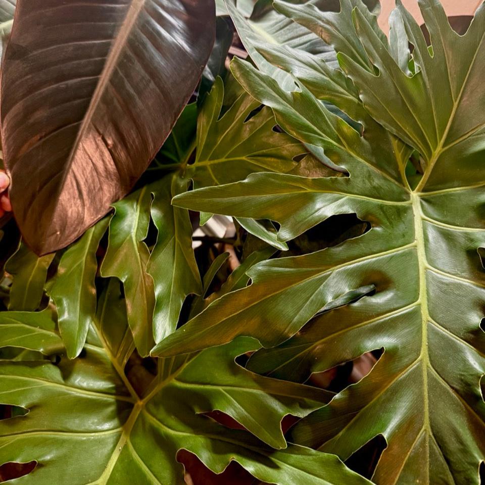 Resident | Philodendron