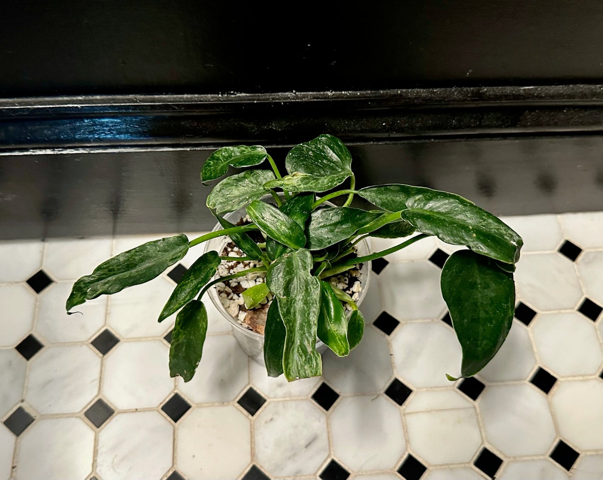 mottled dragon philodendron Philodendron 'Mottled Dragon' – Resident