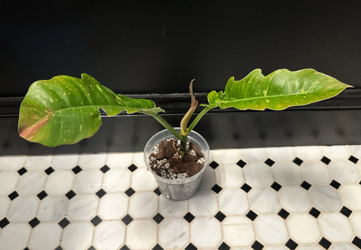 Philodendron 'Ring of Fire'